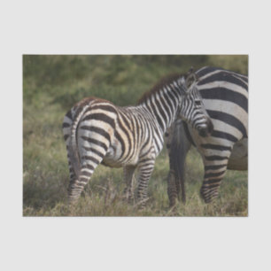 Papel De Seda Bebê Zebra na África