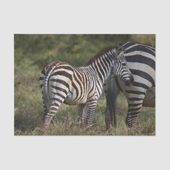 Papel De Seda Bebê Zebra na África (Frente )
