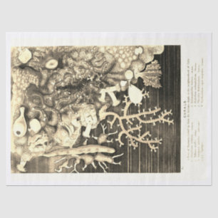 Papel De Seda Beige Antiquado Vintage Ocean Corals