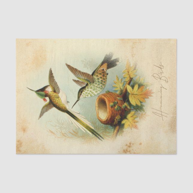 Papel De Seda Beija-flores Elegantes (Frente )