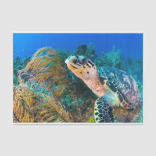 Papel De Seda Bela Vida Aquática Marinha Tartaruga Marinha