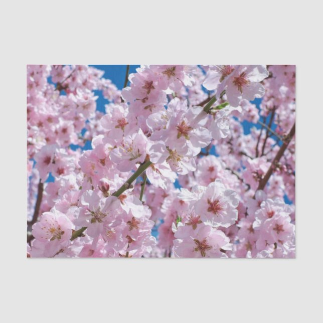 Papel De Seda Belas Flores de Cerejeira da Primavera (Frente )