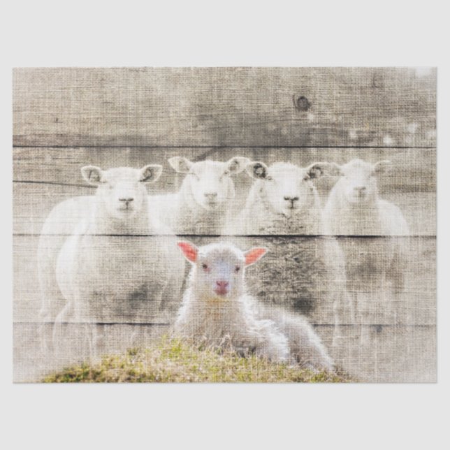 Papel De Seda Bicicleta Rústica De Ovelha (Frente )