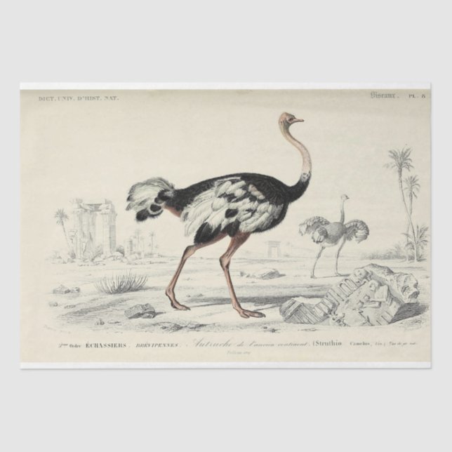 Papel De Seda Bird Ephemera Decoupage French Ostrich (Frente )