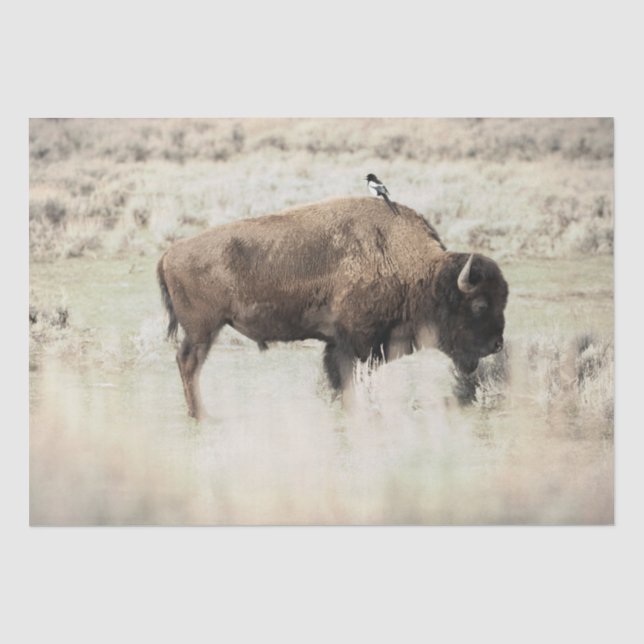 Papel De Seda Bisão de Yellowstone com Pássaro (Frente )