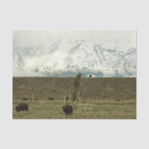 Papel De Seda Bison no Grand Teton National Park Fotografia
