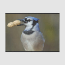 Blue Jay Peanut