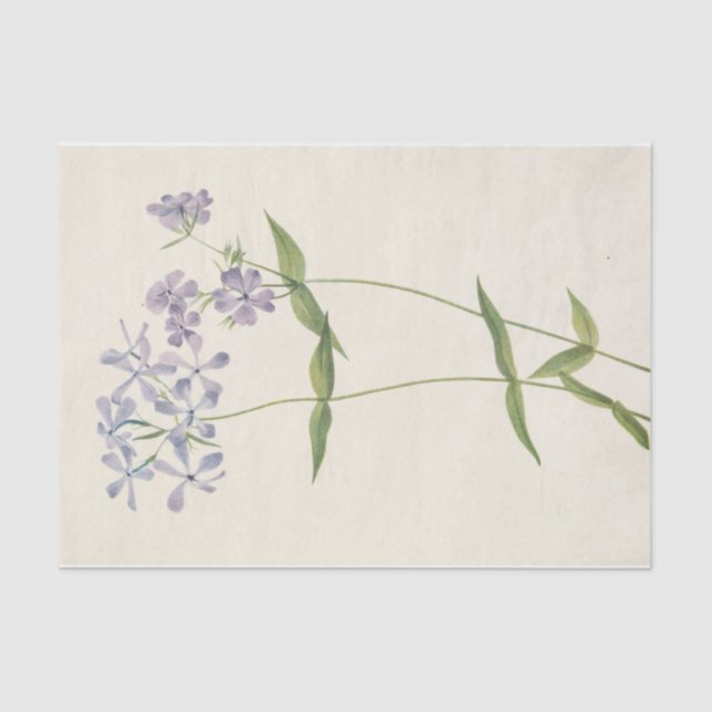 Papel De Seda Blue Phlox por Mary Vaux Walcott (Frente )
