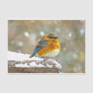 Papel De Seda Bluebird oriental na neve - Foto original