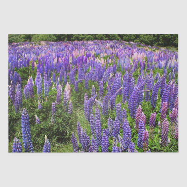 Papel De Seda Bluebonnets Blue Floral Texas Texan Elegante (Frente )