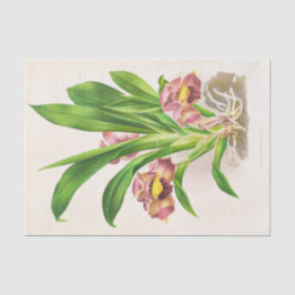 Papel De Seda Bollea Pulmivaris (Orquídea) por Jean Jules Linden