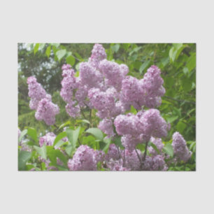 Papel De Seda Bonito Lilac Bush