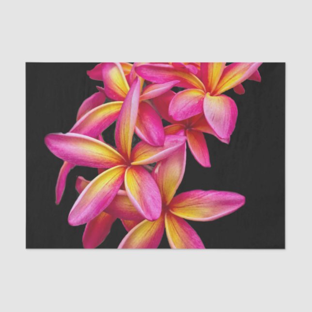 Papel De Seda Bonito Plumeria Rosa Foto Floral (Frente )