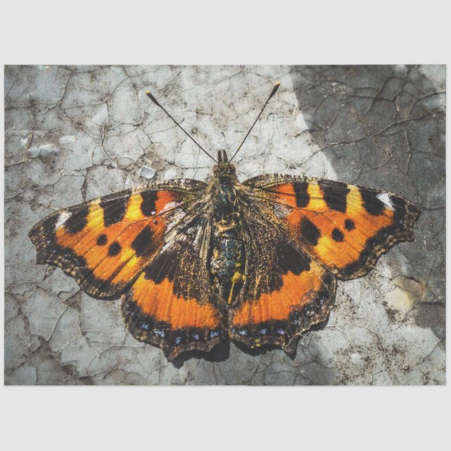 Papel De Seda Borboleta Birthday (Frente )