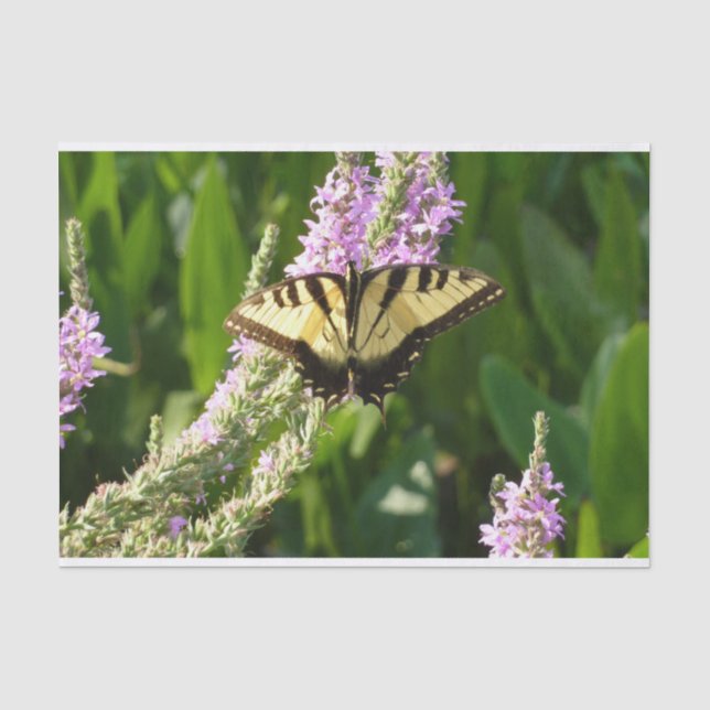 Papel De Seda Borboleta-de-cauda-andorinha em Flores Roxas (Frente )