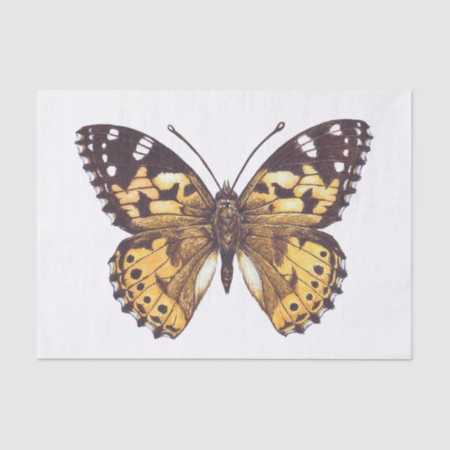 Papel De Seda Borboleta-de-senhora pintada (Frente )