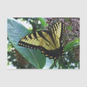Papel De Seda Borboleta I de Swallowtail em Milkweed em Shenando