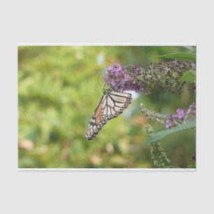 Papel De Seda Borboleta Monarca em Borboleta Roxa Bush