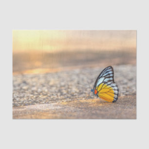 Papel De Seda Borboleta na praia