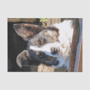PAPEL DE SEDA BORDER COLLIE