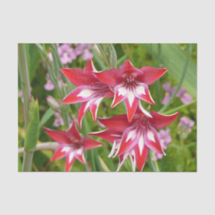 Papel De Seda Botânica de Verão, Gladiolas Vermelhas e Brancas