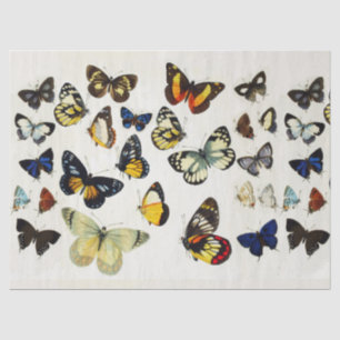 Papel De Seda BOTTERFLIES BRANCAS AZUIS VERMELHAS AZUIS BEM Natu