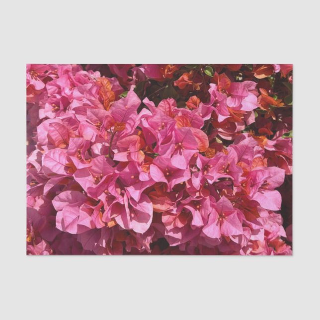 Papel De Seda Bougainvillea Pink Tropical Vining Shrub Foto (Frente )