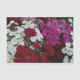 Papel De Seda Branco, Rosa e Vermelho Dianthus Floral