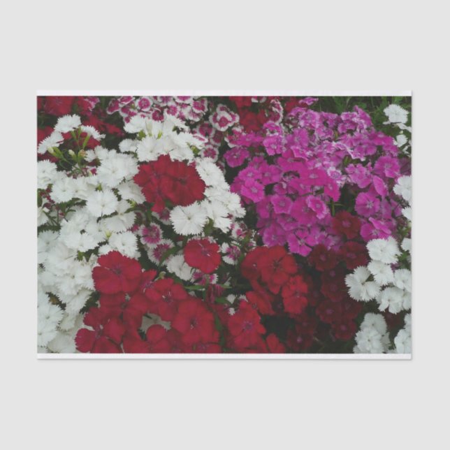 Papel De Seda Branco, Rosa e Vermelho Dianthus Floral (Frente )