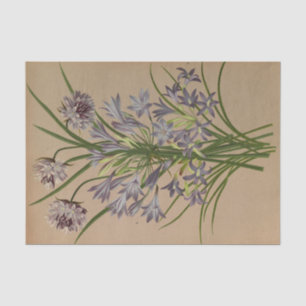 Papel De Seda Brodiea Congesta por Arentina Hendrica Arendsen