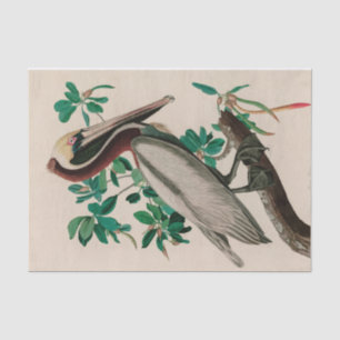 Papel De Seda Brown Pelican Birds of America Audubon Impressão