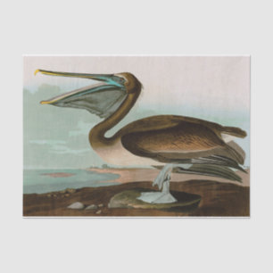 Papel De Seda Brown Pelican Birds of America Audubon Impressão