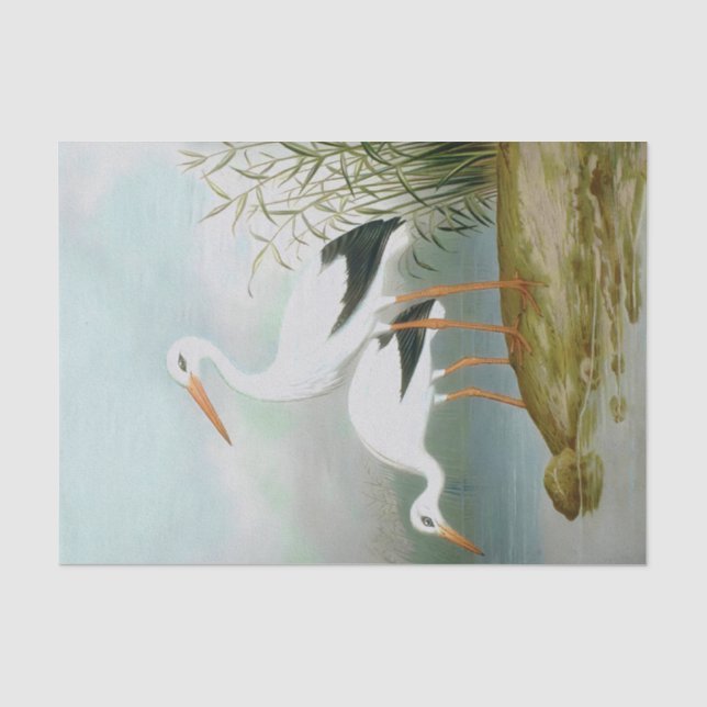 Papel De Seda Caça branca, Ilustrações de Aves (Frente )