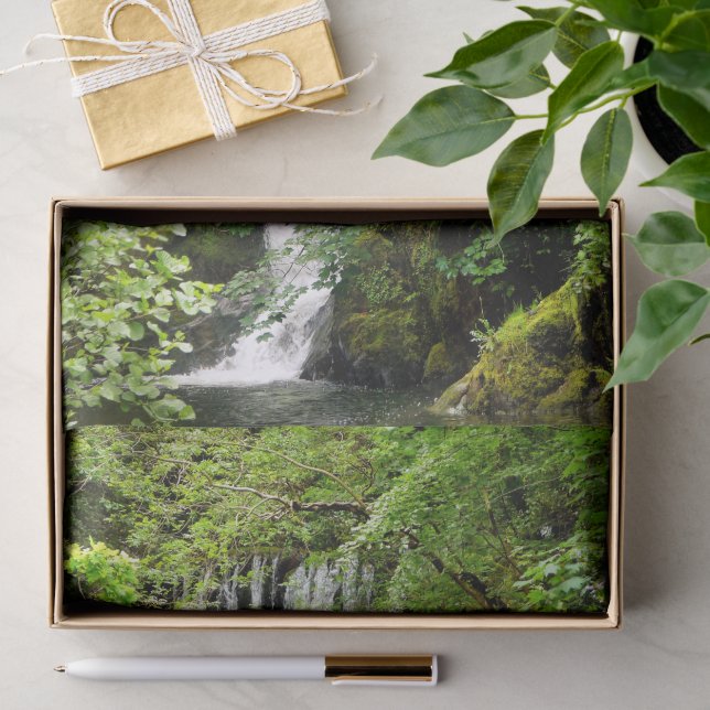 PAPEL DE SEDA CACHOEIRA   (Presente)