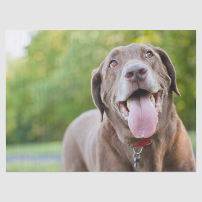 Papel De Seda Cachorro Labrador Chocolate (Frente )