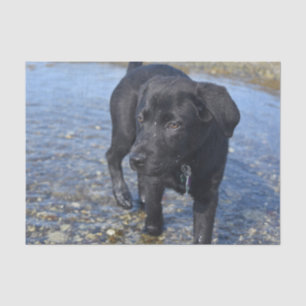 Papel De Seda Cachorro Preto Adorável