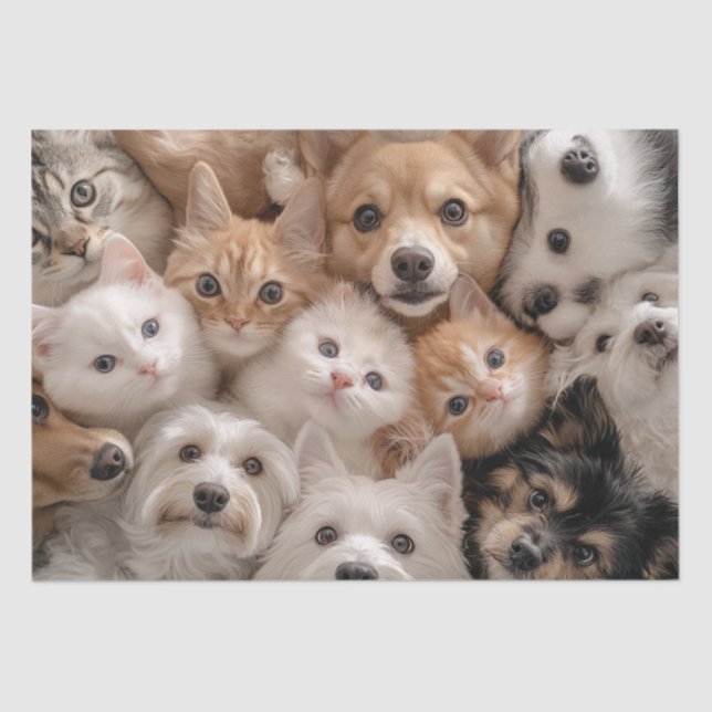 Papel De Seda Cães e Gatos Brancos Desarticulados Cena Encantado (Frente )