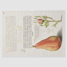 Papel De Seda Caligrafia Rosa francesa de pera