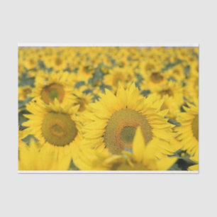 Papel De Seda Campo Amarelo de Girassóis Fotografia