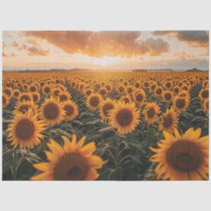 Papel De Seda Campo de Dissociação Girassóis Flores Solares Exib
