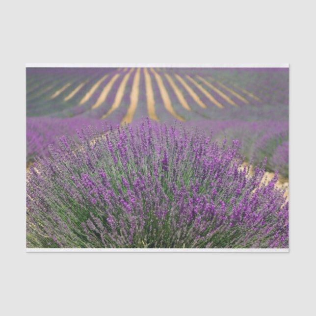 Papel De Seda campo de lavanda francês (Frente )