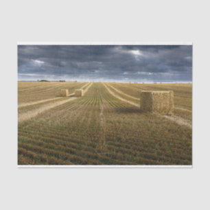 Papel De Seda Campo de trigo na Dinamarca