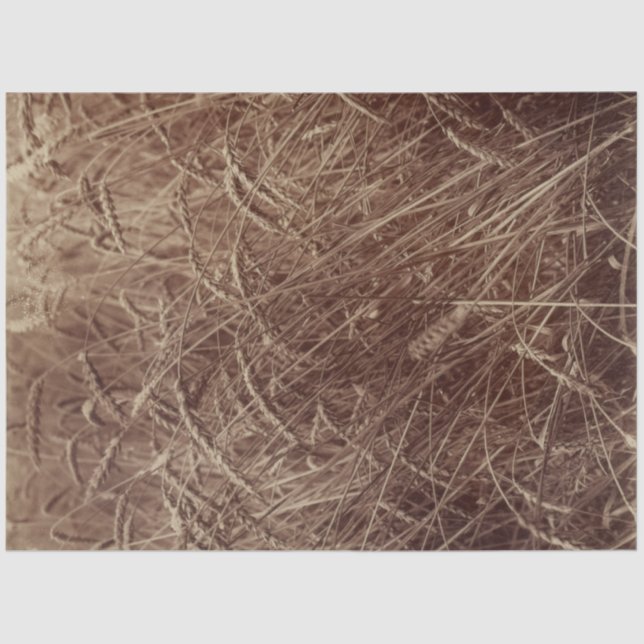 Papel De Seda Campo de trigo (por Eugène Atget) (Frente )