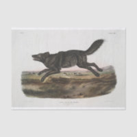 Canis lupus, Lobo Negro Americano. Homem. Vintage