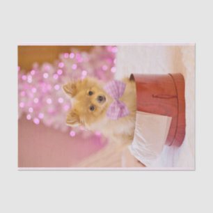 Papel De Seda Cão Cachorro com Fotografia de Natal de Arco Rosa