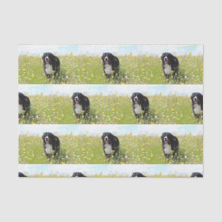 Papel De Seda cão de montanha bernês no campo
