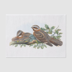 Papel De Seda Caprimulgus Ruficollis, Decoupage