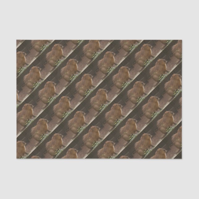 Papel De Seda Capybara (Frente )