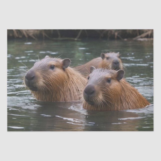 Papel De Seda Capybaras Nadando No Rio, (Frente )