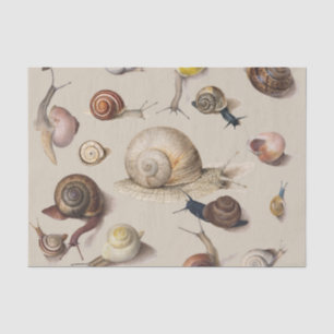Papel De Seda Caracóis de Gastropodo Gastropodo Jardim das Serra
